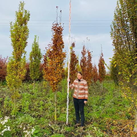 Fagus sylvatica 'Dawyck Purple' Fagus sylvatica 'Dawyck Purple'